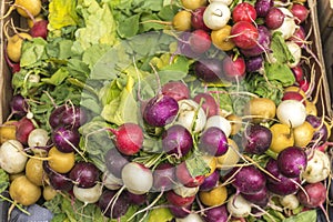 Red, purple and white radish branches, green leaves background