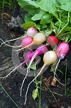 Red, Purple and White Radishes