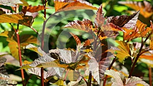 Red-purple young leaves of purple-leaved Physocarpus opulifolius