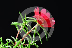 Red purslane flower