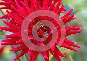 Red Pygmy Dahlia Blooming Macro