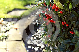Red pyracantha berries in a rural garden