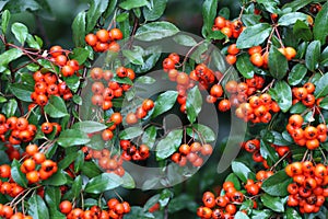 Red pyracantha berries with wet leaves