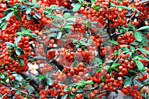 Red pyracantha fructification