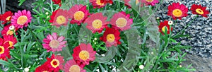 Red Pyrethrum of Aster family. Red flowerrs. Gardening Chamomile