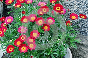 Red Pyrethrum of Aster family. Red flowerrs. Gardening Chamomile