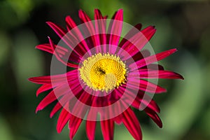 The red pyrethrum, or Persian Daisy lat. Pyrethrum roseum