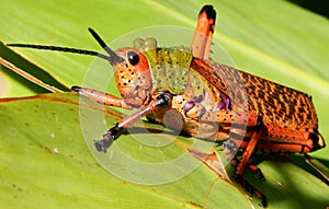 Red Pyrgomorphid Grasshopper South Africa