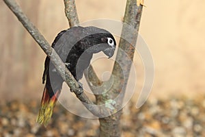 Red-quilled lory