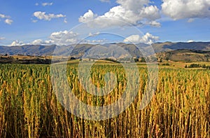 Red quinoa field andean highlands Peru