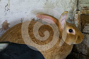 Red rabbit in a cage on the farm.