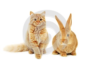Red rabbit and cat