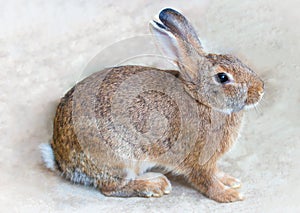 Red rabbit on concrete floor,Close up,with copy space