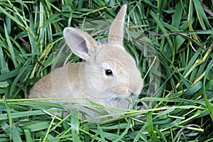 Red rabbit grass in the mouth .