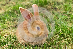 Red rabbit on green grass.