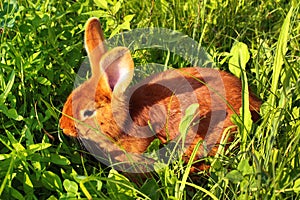 Red rabbit in green grass