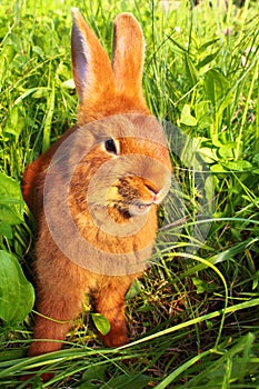 Red rabbit in green grass