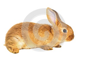 Red rabbit isolated on white background