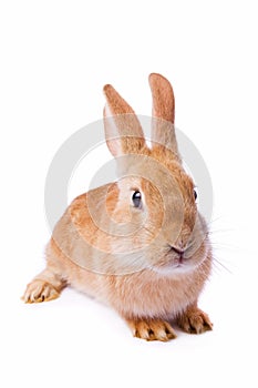 Red rabbit isolated on white background