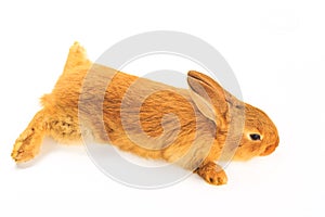 Red rabbit lying on stomach isolated on white background