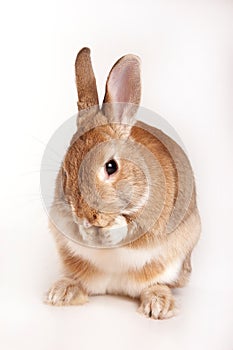 Red rabbit washes his face