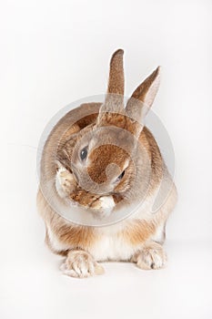 Red rabbit washes his face