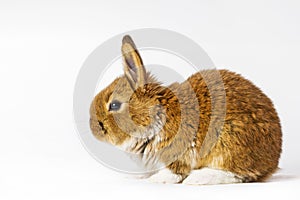 Red rabbit with white legs