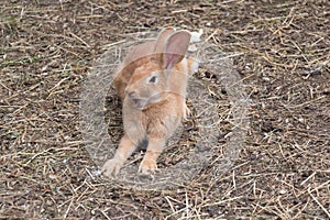 Red rabbit is yawning and stretching out itself, Dolomites, Italy