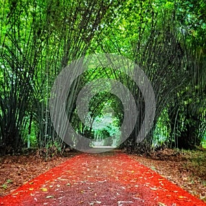 Red racetrack through bamboo forest