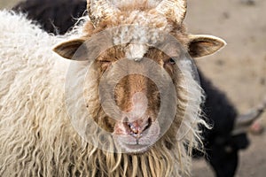 Red Racka Sheep narrowed her right eye