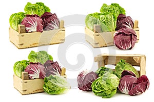 Red `radicchio` lettuce and green `little gem`lettuce in a wooden box