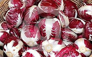 red radicchio picked in winter in fields cultivated with organic
