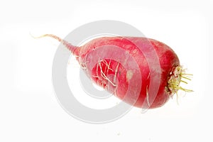 Red radish