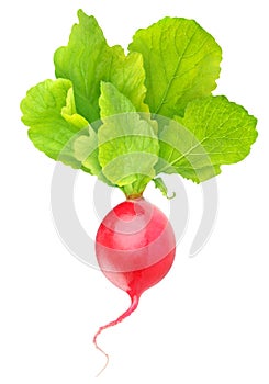 Red radish