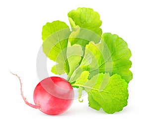 Red radish