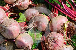 Red radish