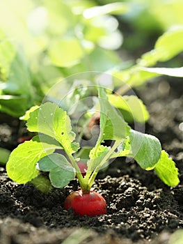 Red radish on bed