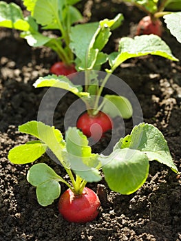 Red radish in bed