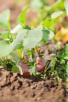 Red radish in bed