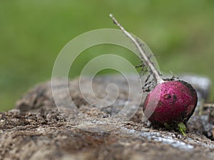 Red radish close-up lies on a wooden stump