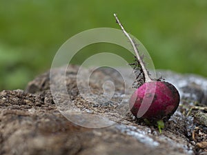 Red radish close-up lies on a wooden stump