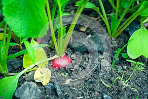 Red radish grows in the soil of a vegetable garden close-up. Red root vegetable in fertile fertilized soil