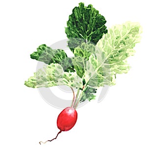 Red radish with leaves, fresh natural organic vegetable, small garden radish, isolated object, close-up, hand drawn