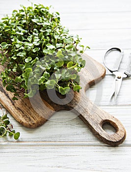 Red radish microgreens