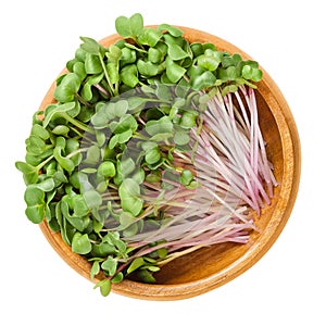 Red radish microgreens in wooden bowl over white