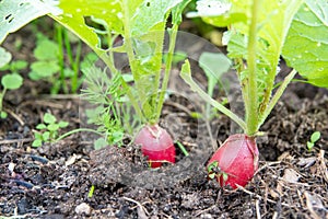 Red radish plant in soil. Radish growing in the garden bed