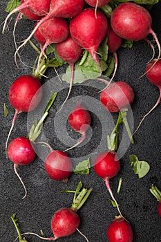 Red radish root plant. Black board, agriculture background