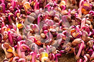 A red radish sprouts close-up. Growing micro greens for a healthy diet. Vegan food.
