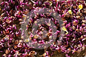 A red radish sprouts close-up. Growing micro greens for a healthy diet. Vegan food.