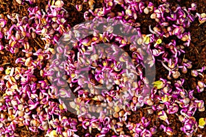 Red radish sprouts close-up. Growing micro greens for a healthy diet. Vegan food.